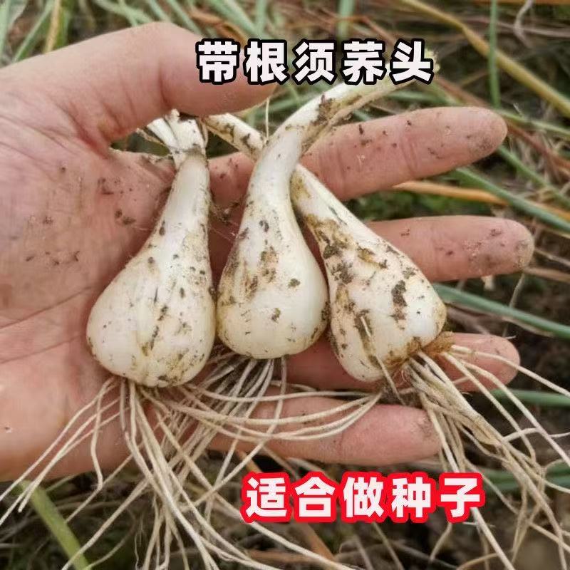 江西高产荞头种子带根须