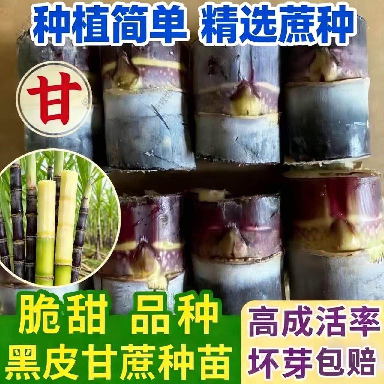 广西黄皮甘蔗苗种黄皮白玉特甜甘蔗种苗带芽孢桂二甘蔗苗种子种植