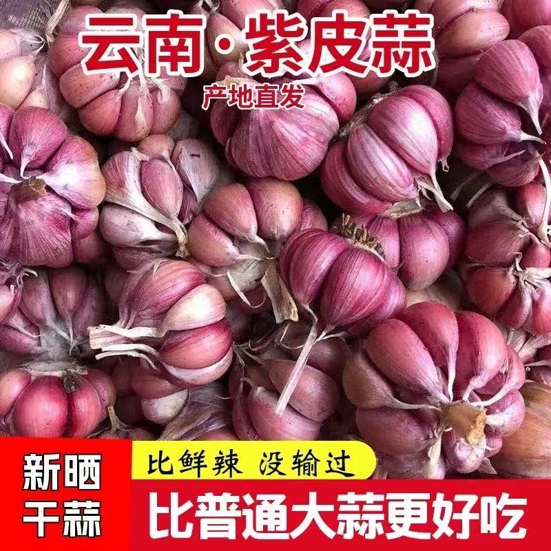 新鲜紫皮大蒜头2025云南大理红皮干蒜多瓣香蒜5斤装农家自种