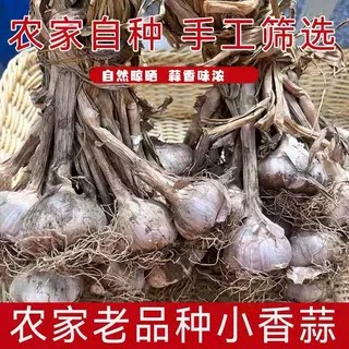 连州蒜头农家独头蒜小香蒜紫皮白衣大蒜土蒜香蒜盆栽种植正宗广东