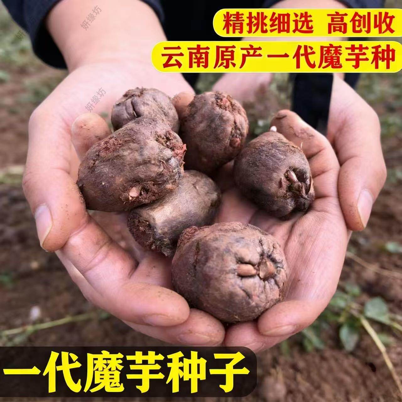 正宗魔芋种子一代二代花魔芋籽高成活率高产稳产送种植技术