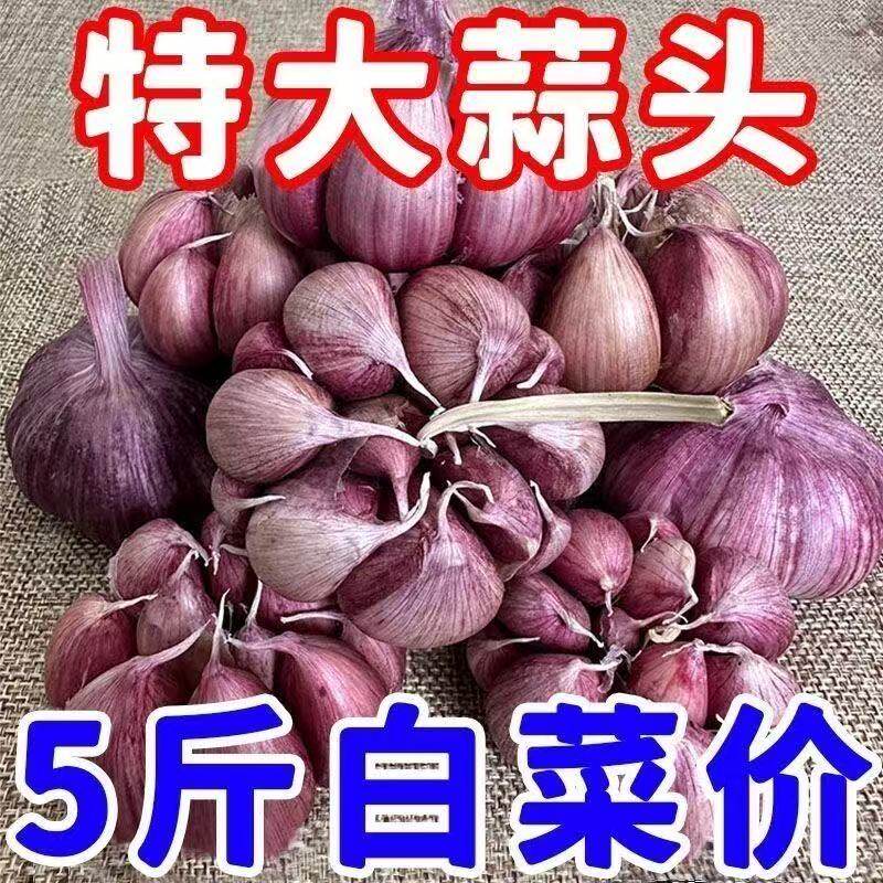 四川紫皮大蒜头2025新鲜干蒜多瓣香蒜农家特产自种可种植蒜种