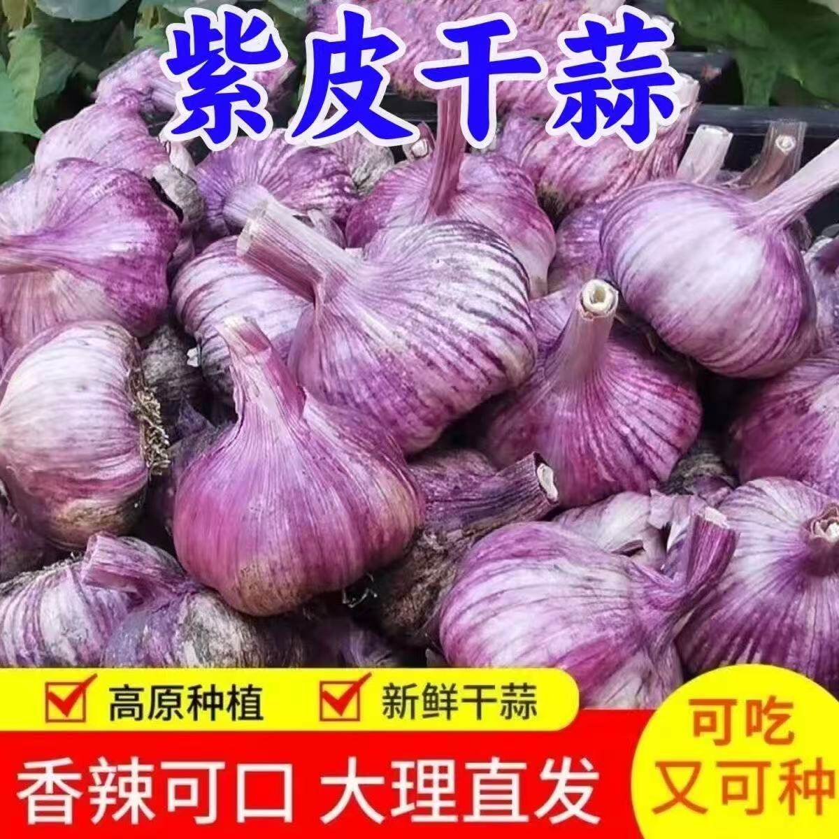 2025四川汉源紫皮大蒜新鲜干蒜香蒜头多瓣蒜农家种香蒜种5斤