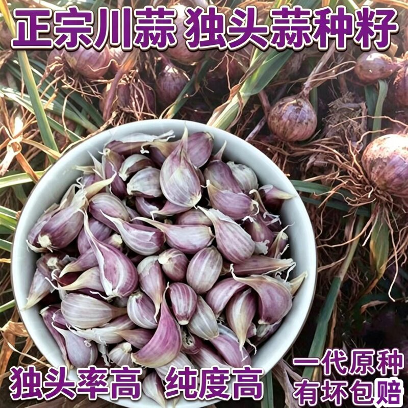独头蒜栽子四川紫皮独蒜种正宗川蒜种彭州一代原种独子蒜独米蒜