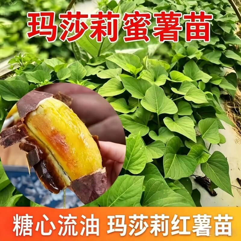 红瑶蜜薯红薯苗西瓜红紫薯板栗薯一点红玛莎莉番薯藤种苗批发
