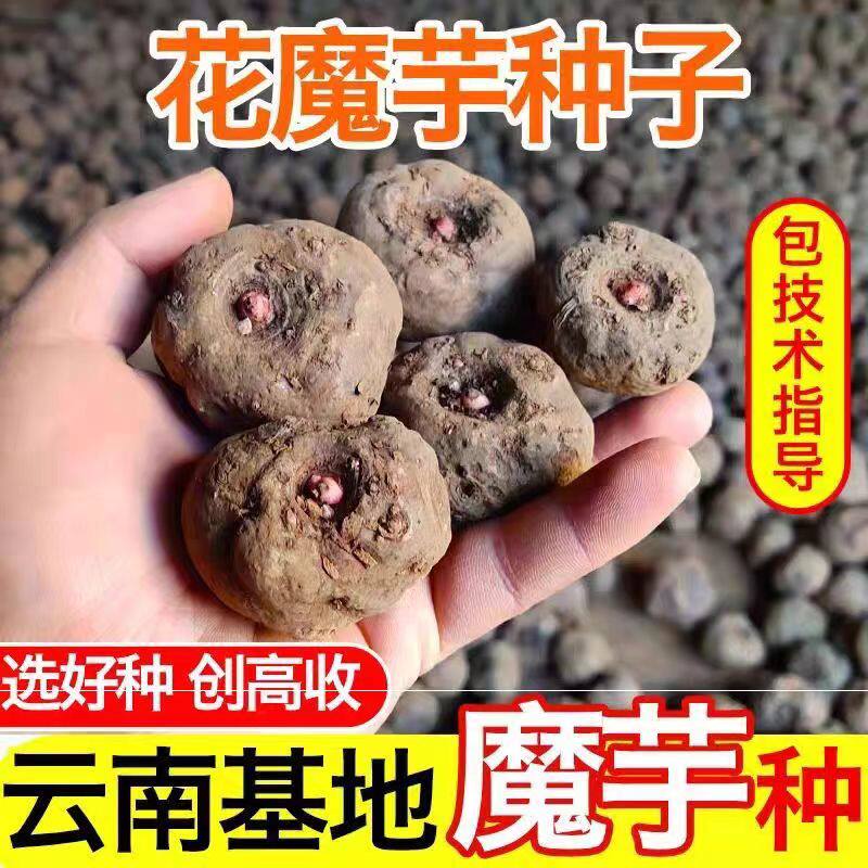 花魔芋种子一代二代花魔芋种籽魔芋苗粒种球脱水消毒高存活