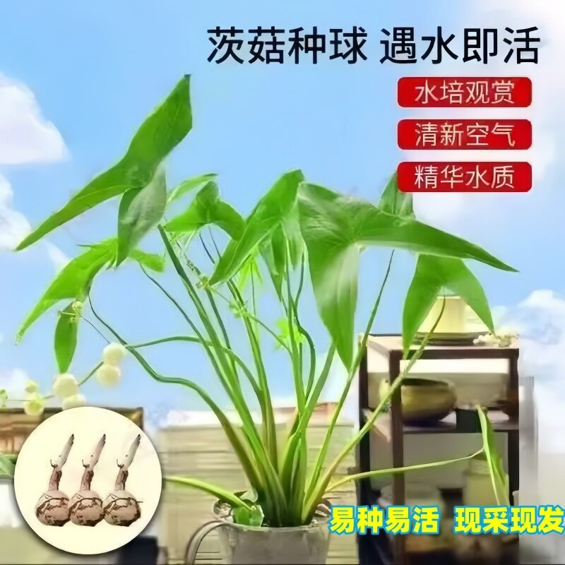 水生茨菇阳台庭院池塘水培花卉大全慈姑种苗净化水质鱼缸造景水草