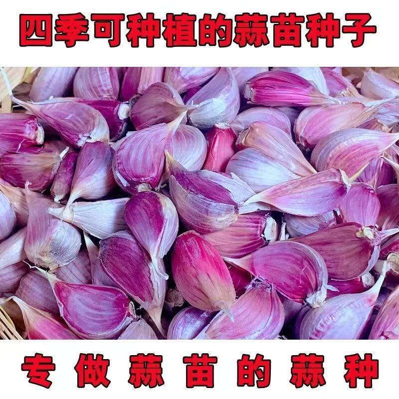 2025紫皮小蒜瓣香蒜苔寒蒜干大蒜散瓣红皮香辣小蒜籽
