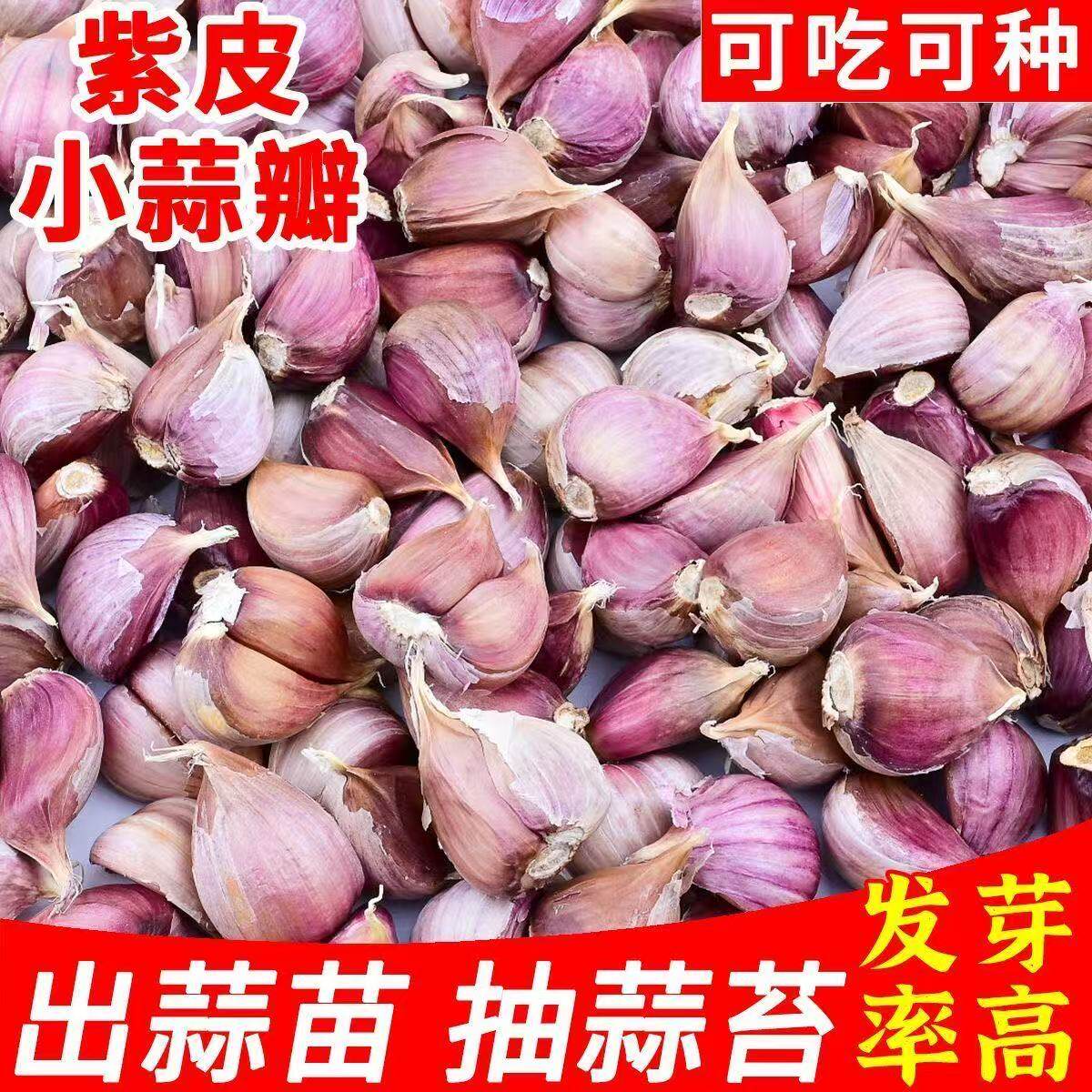 蒜苗红皮紫皮干蒜四季蒜头苗种农家种籽大蒜种子长蒜苔头蒜种