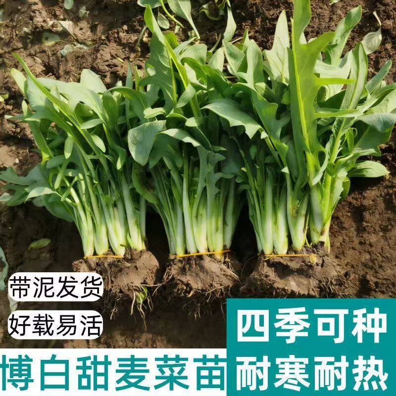 易养活广西博白甜麦菜种子白梗花芽唛脆嫩高产优质当季四季带泥土