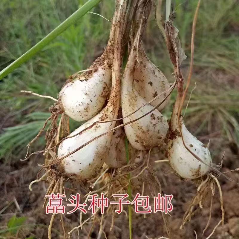 江西荞头现挖新鲜种植叫头种子