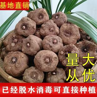 贵州花魔芋种子正宗一二代高产基地新鲜大个小苗魔域种栽种