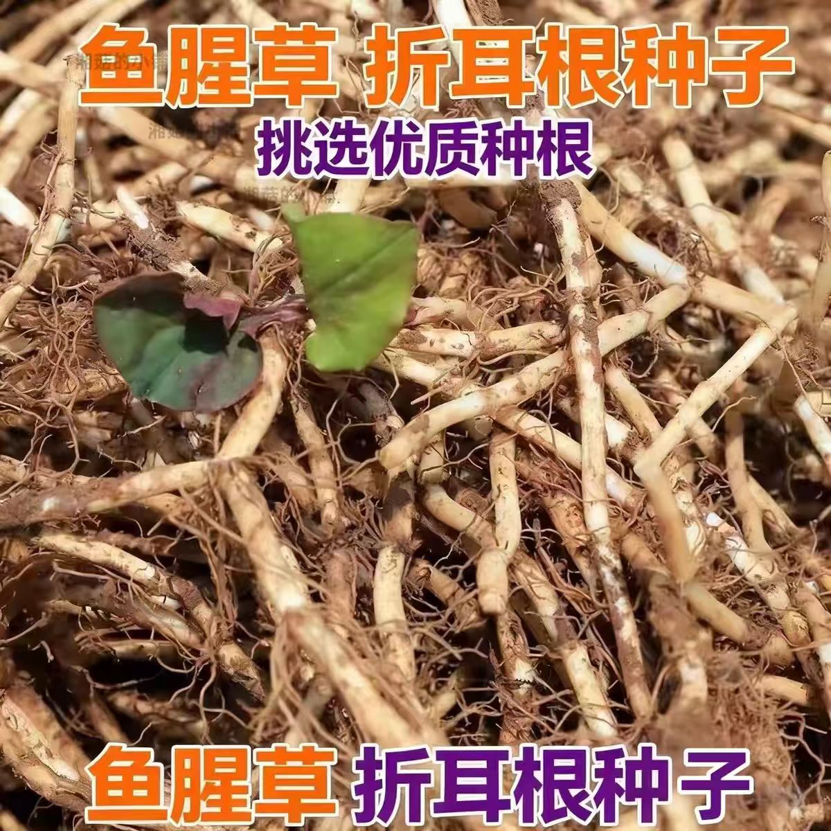 贵州野生新鲜折耳根带泥种根