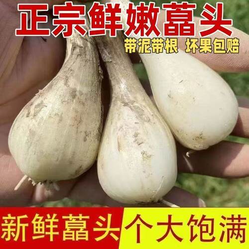 藠头新鲜荞头带须现挖茭头