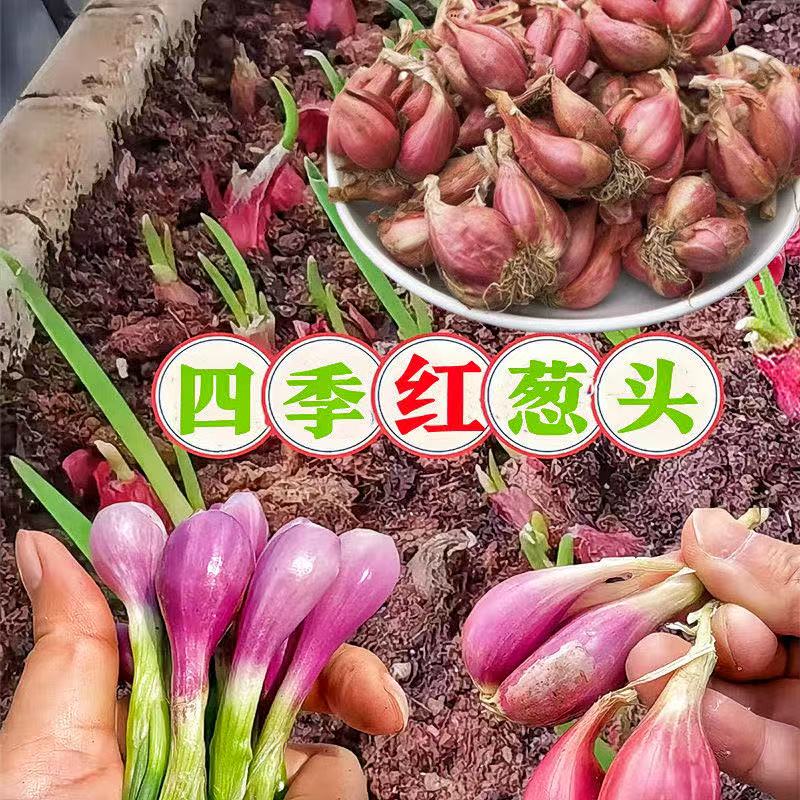 香葱种子四季小香葱种头种籽带根香葱苗盆栽红头葱本地火葱