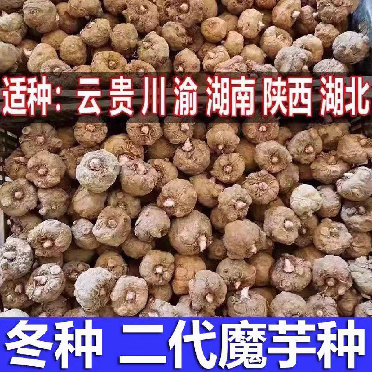 二代花魔芋种子高产魔芋种球脱水消毒抗病云南四川湖南湖北种植