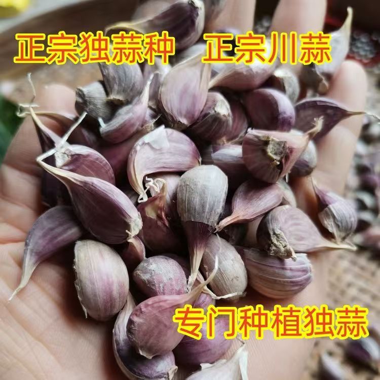 四川彭县独蒜种子独头蒜种子紫皮独蒜种子正宗川蒜种子独子蒜可栽