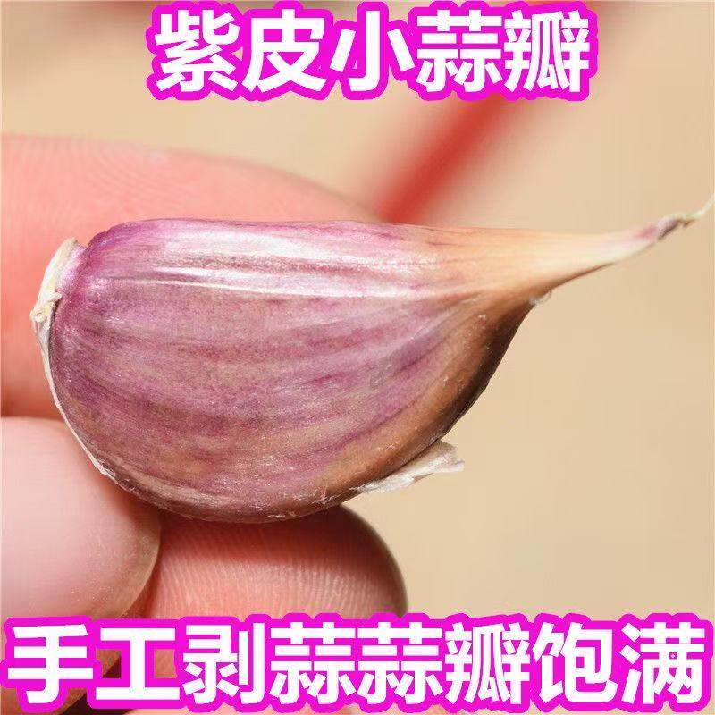大蒜种子种籽长蒜苔头蒜种蒜苗红皮紫皮干蒜四季蒜头苗农家