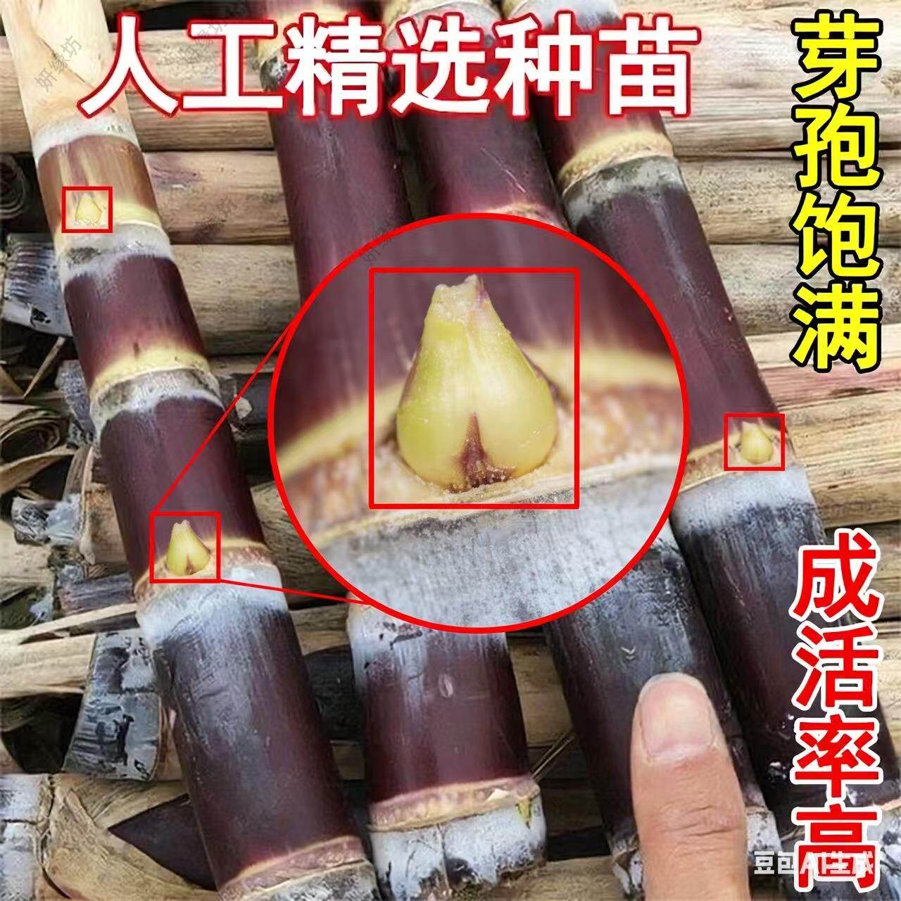 黑皮甘蔗种子种苗广西正宗带芽高产水果甘蔗种植秧苗籽苗盆栽