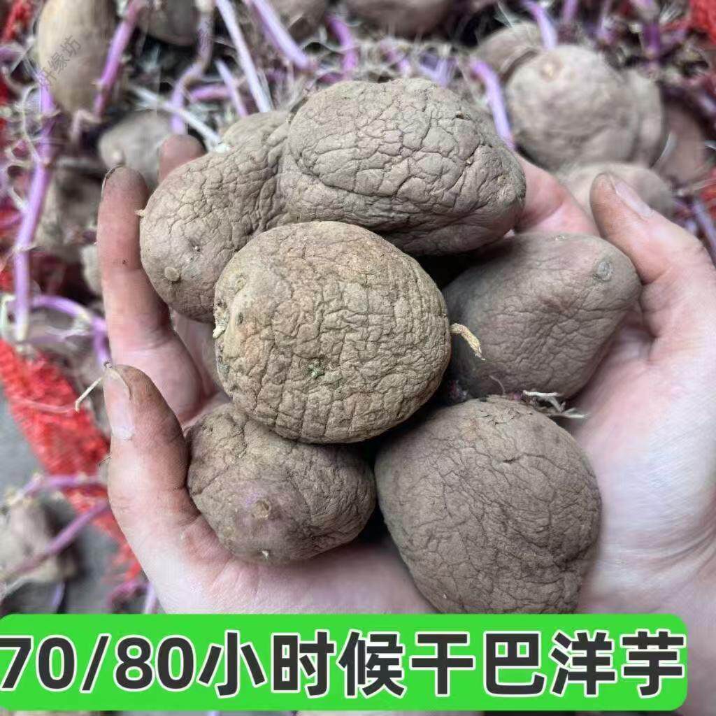 贵州腌巴云南米拉干巴正宗洋芋威宁土豆憨包皱纹品种黄心干巴洋芋