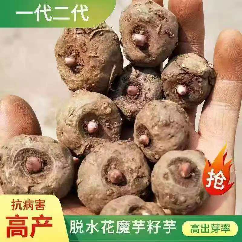 魔芋种子高产成活率精选优质脱水消毒高品质黑杆花魔玉种一代二代