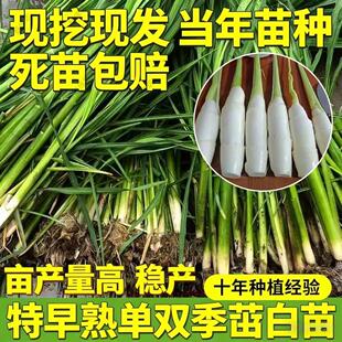 双季高笋禾笋水笋茭白苗龙虾蟹塘好养水生蔬菜植物高瓜苗种