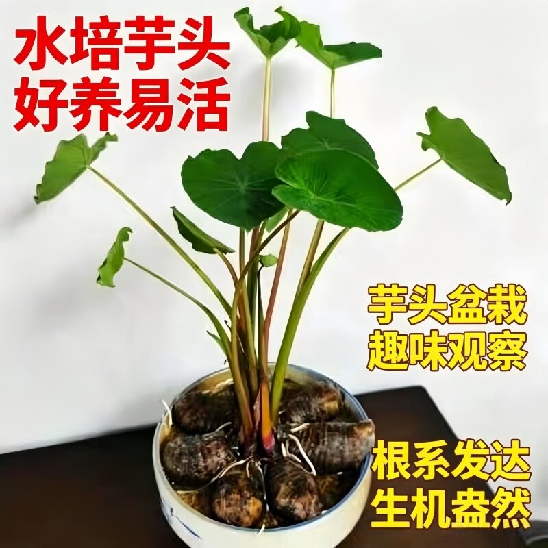 室内阳台水培芋头苗假山造景水生植物易活打理鱼缸龟缸造景绿植