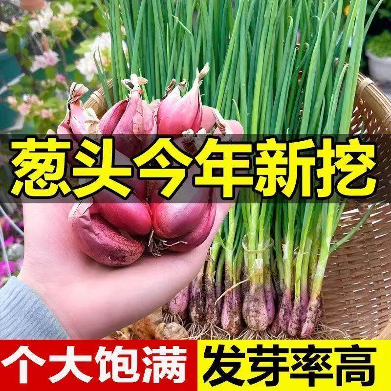 四季小香葱种子葱种盆栽红葱头种籽香葱苗火葱头韭葱蔬菜分