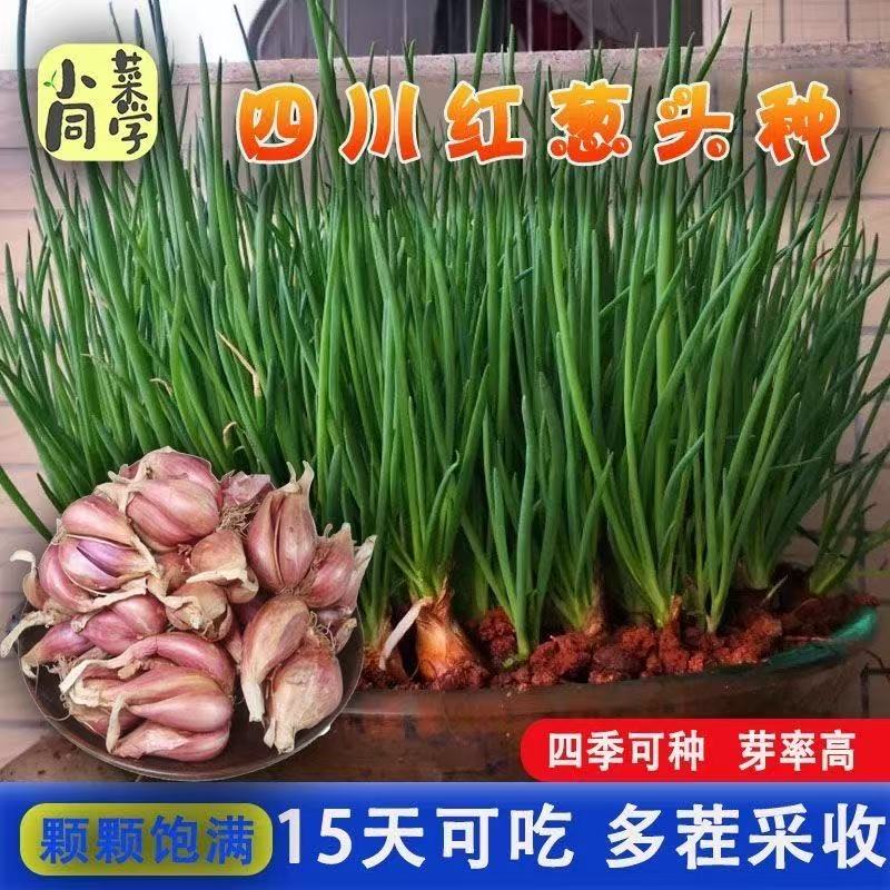 四川特色四季小香葱种头 葱种子籽红葱 本地火葱头种种植