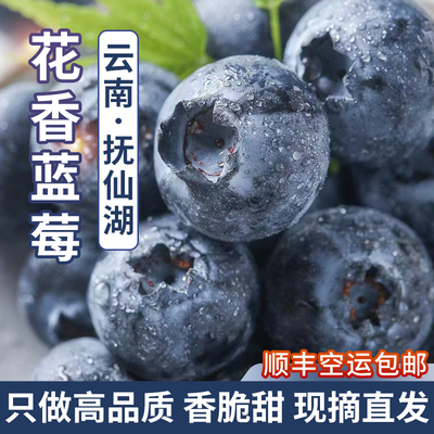 顺丰空运云南澄江抚仙湖花香蓝莓头茬果新鲜现摘特大果产地直发