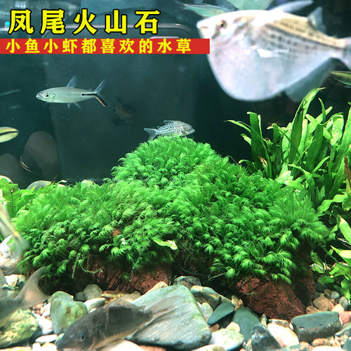 鱼缸造景凤尾苔火山石不用水草泥