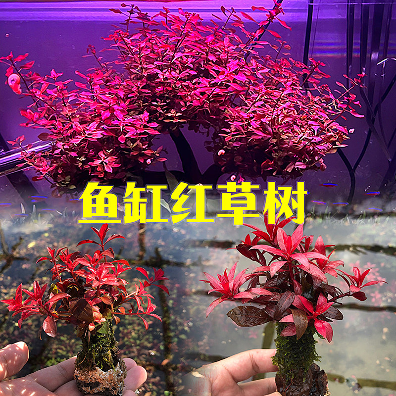 鱼缸红草树水榕沉木造景新品小缸造景水草生命之树莫斯树成品