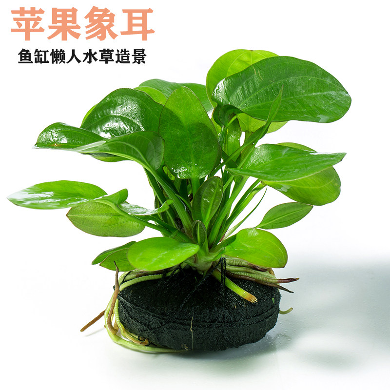 苹果象耳水草自带泥坨绿菊红草无底沙淡水新手中后景水培植物