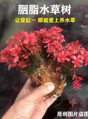 胭脂水草树红色水草鱼缸沉木造景新品小缸造景水草成品