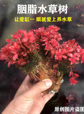 鱼缸新品红色水草胭脂水草树