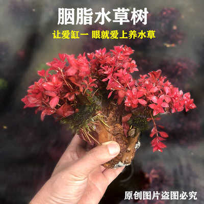 鱼缸新品红色水草胭脂水草树