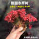 胭脂水草树红色水草鱼缸沉木造景新品 小缸造景水草成品