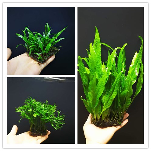 水草造景铁皇冠阴性水草造景懒人水草中后景水草细叶铁皇冠包邮