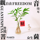 水培竹柏植物室内客厅办公室四季 常青绿植桌面懒人好养丁香富贵竹