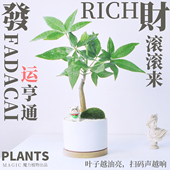 发财树盆栽室内客厅绿植进宝猫摆件四季 常青办公桌面好养净化空气