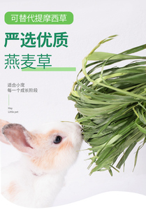 2025包邮牧草新烘干绿燕麦草非澳麦高纤维粗蛋白替代提摩西草