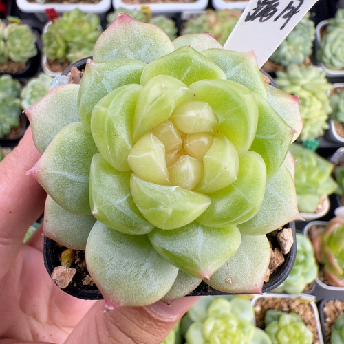A170,单头满月