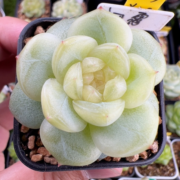 F033,单头初露珍妮，3003,鲜花速递/花卉仿真/绿植园艺,多肉植物,淘宝优惠券,粉丝福利购,淘宝优惠卷