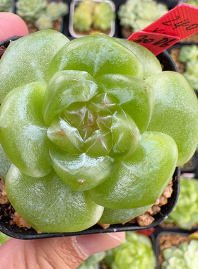 240.单头3006.青芒珍妮，福利