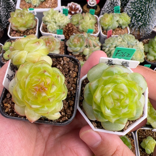 F262 左边是状态参考 独家单头晨露珍妮