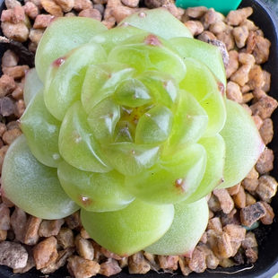 Z418 编号珍妮 B341 单头独家