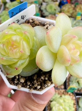 B040,双头0024.状态很好