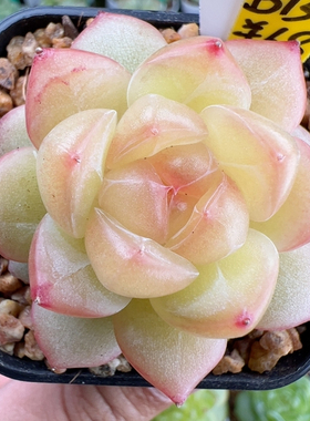 B130,新品，单头无忌珍妮