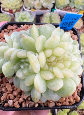 H204,多头纸鸢缀，6.5盆