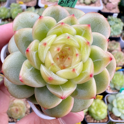 米格多肉3号链接 白蛇传系列法海珍妮 新品多肉植物阳台室内美观